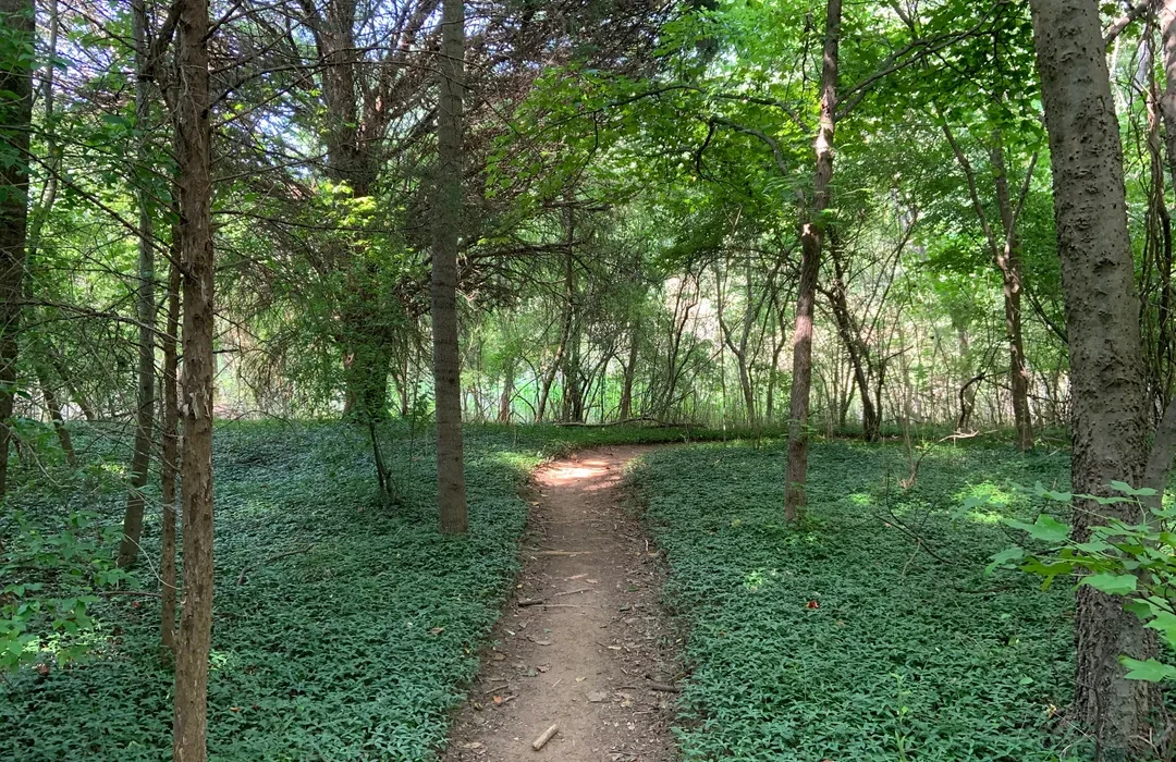 A winding dirt path surrounded by lush green trees and foliage in a serene forest setting.