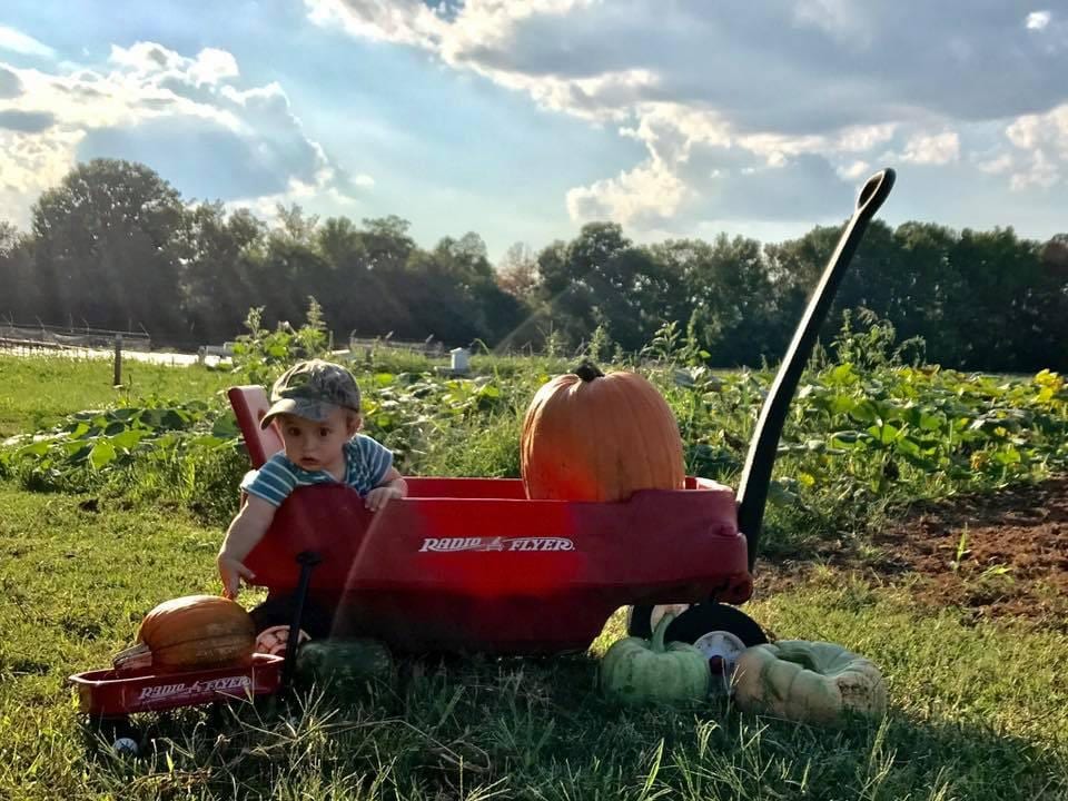 Hodges Farm 2026 Pumpkin Patch